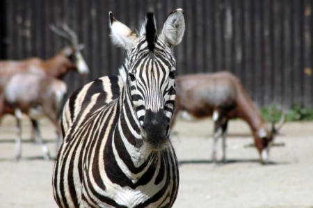 2007-04 Výlet do ZOO